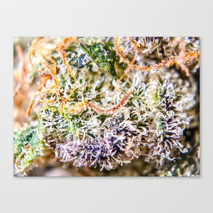 Diamond OG Indoor Hydroponic Close Up View Buds Trichomes Canvas Print