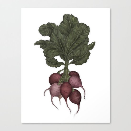 Radishes Canvas Print