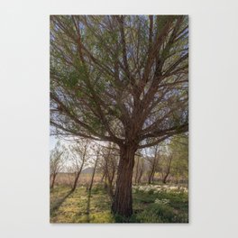 Peaceful - Rabbit Island, Lake Isabella, California Canvas Print