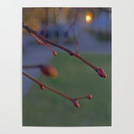 buds on a Tree Poster