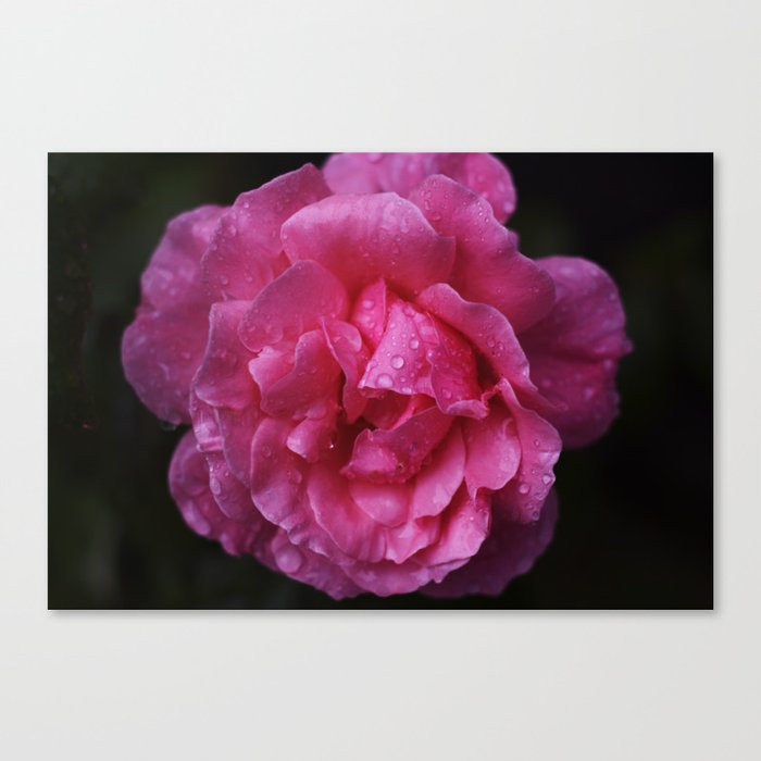 Macro Water Drops On Pink Rose Canvas Print By Lilechekk