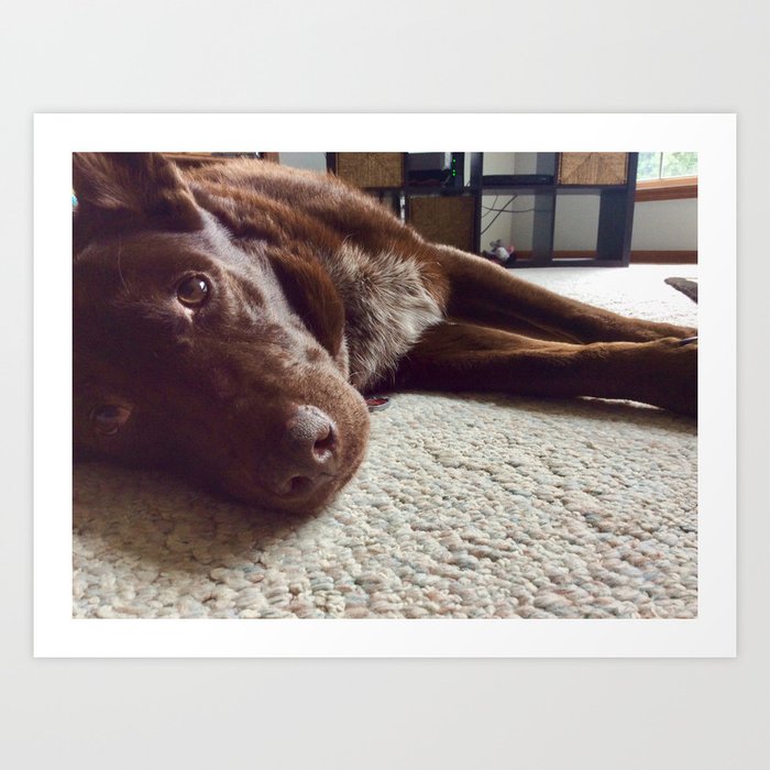 Australian Red Cloud Kelpie Dog Art Print By Sarahbreece Society6
