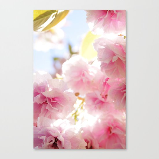 Cherry Blossom Canvas Print