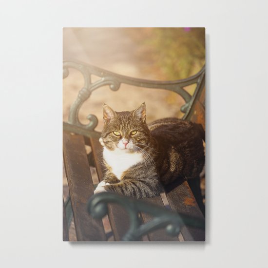 Cute cat relaxing in the sun on old bench Metal Print