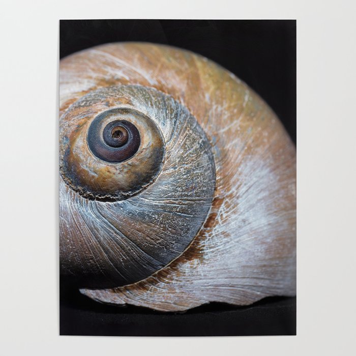 Moon snail sea shell 2863 Poster