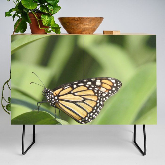 Mexico Photography - Beautiful Butterfly On A Plant Credenza