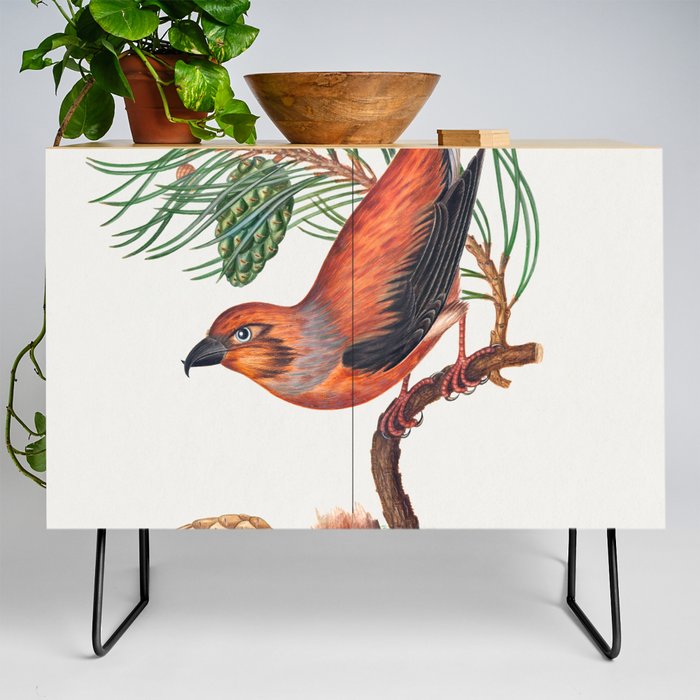 Red crossbill with Scots pine from the Natural History Cabinet of Anna Blackburne Credenza