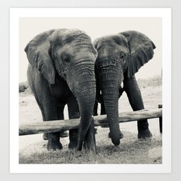 Elephants in Love Art Print