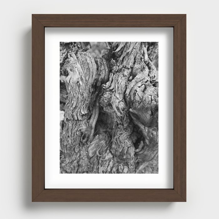 Black and white close up of the trunk of a vine. Recessed Framed Print
