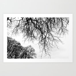 Tree Balance Art Print | Balance, Naturephotography, Blackandwhite, Branches, Nature, Urbanpark, Lookup, Branching, Citypark, Tree 