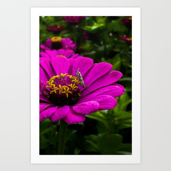 Zinnia with insect Art Print