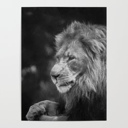 King Of The Jungle (B&W digital painting) Poster