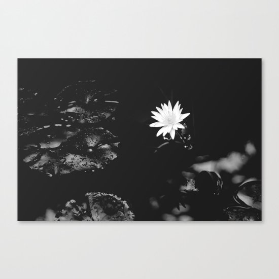 water lily Canvas Print