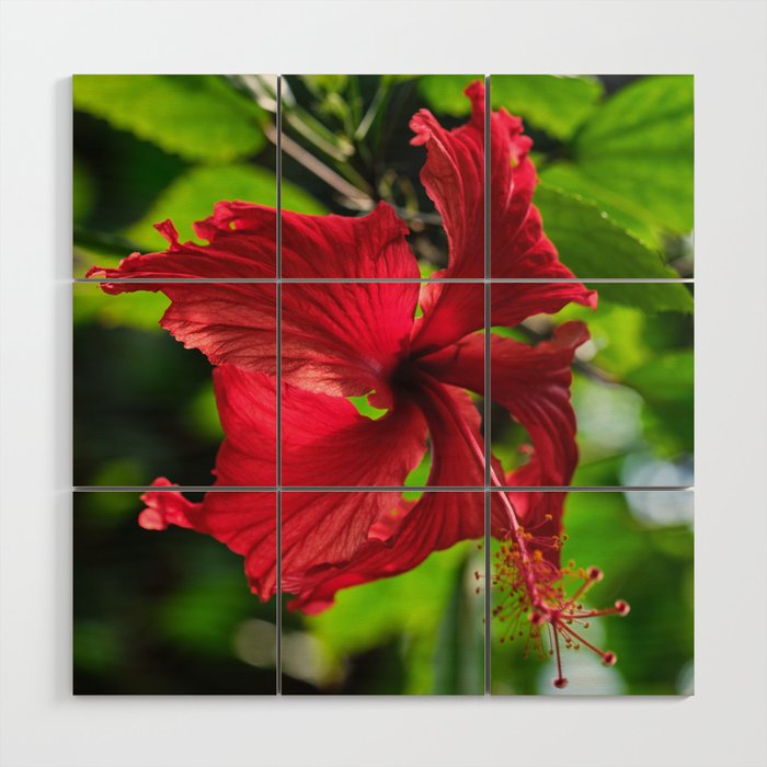 Tropical Plant, Hibiscus Flower Wood Wall Art