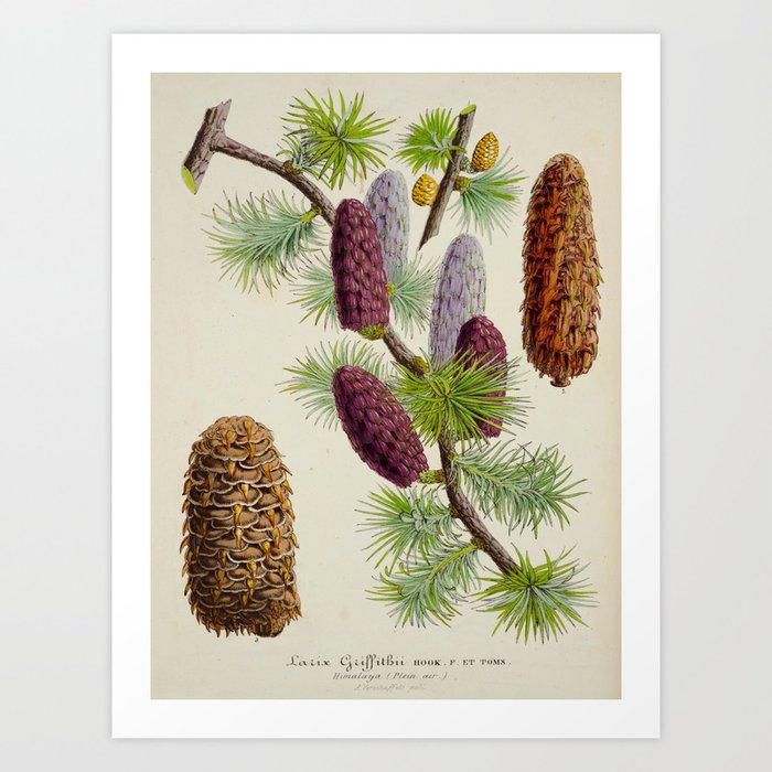 Pine Cone Larix Griffithii Vintage Botanical Floral Flower Plant Scientific Illustration Art Print