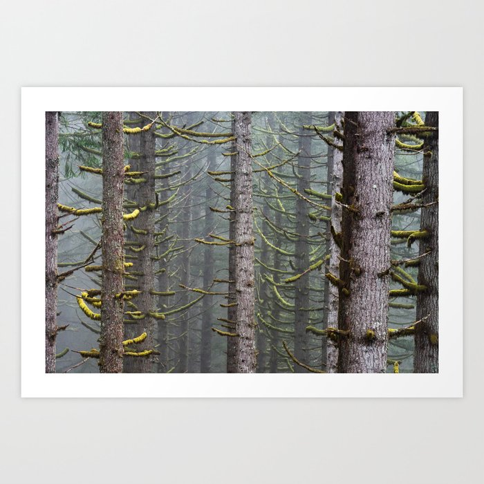 Pacfic Northwest Mountain Forest Iii 108 365 Landscape Photography Art Print By Cascadia