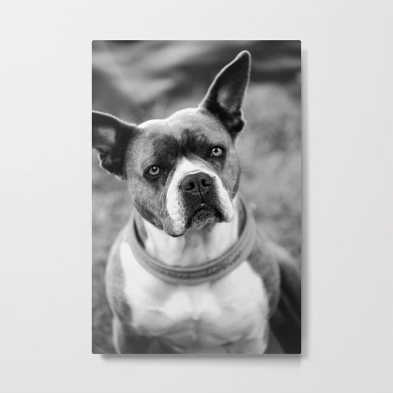 Dogs Metal Print