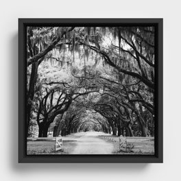 Spanish Moss on Southern Live Oak Trees black and white photograph / black and white art photography Framed Canvas