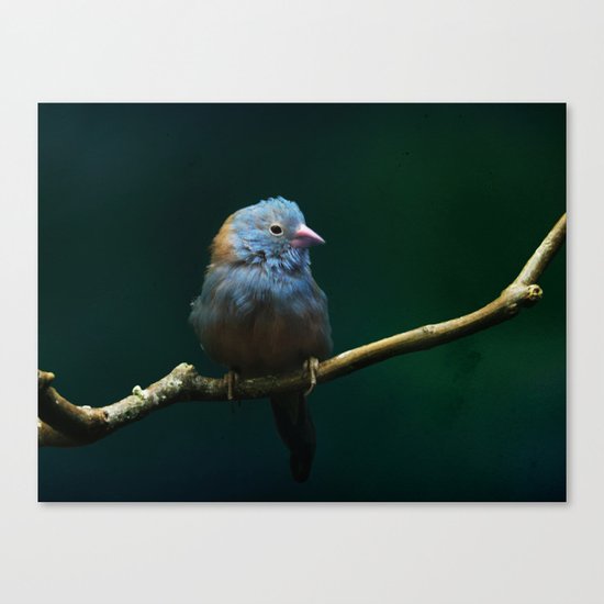 Cordon Bleu Canary Canvas Print
