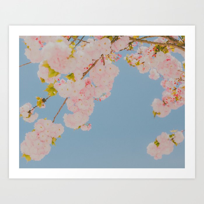 Pink Flowers in Blue Sky Art Print