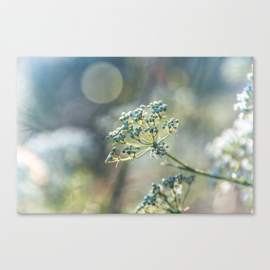 Early morninglight in a meadow Canvas Print