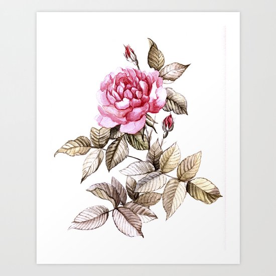 Watercolor rose Art Print