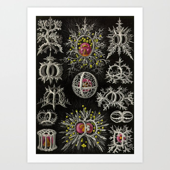Stephoidea By Ernst Haeckel Art Forms In Nature 1900 Art Print By Brainpicker Society6