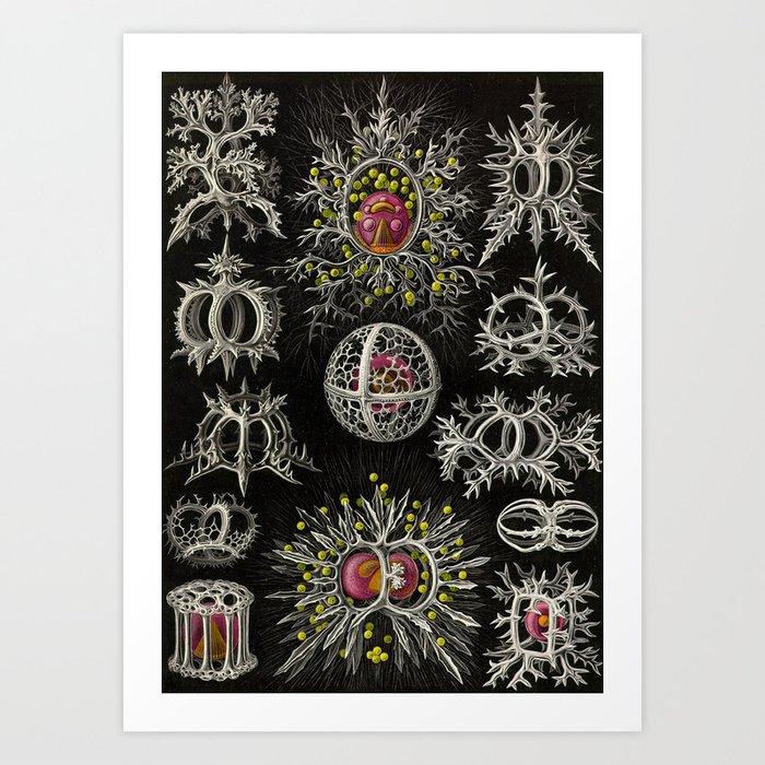 Stephoidea By Ernst Haeckel Art Forms In Nature 1900 Art Print By Brainpicker Society6 Stephoidea By Ernst Haeckel Art Forms In Nature 1900 Art Print By Brainpicker Society6