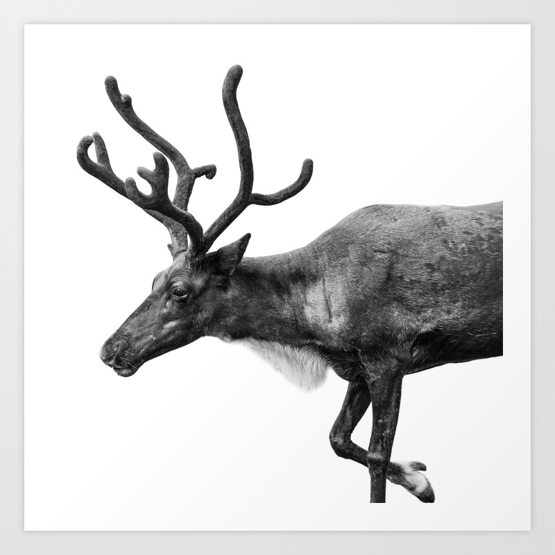 rudolf antlers