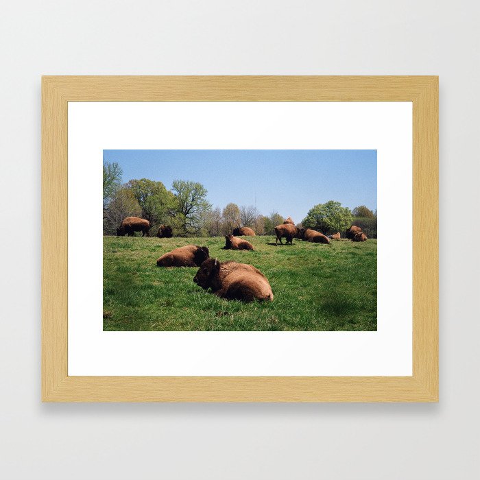 shelby bison  Framed Art Print