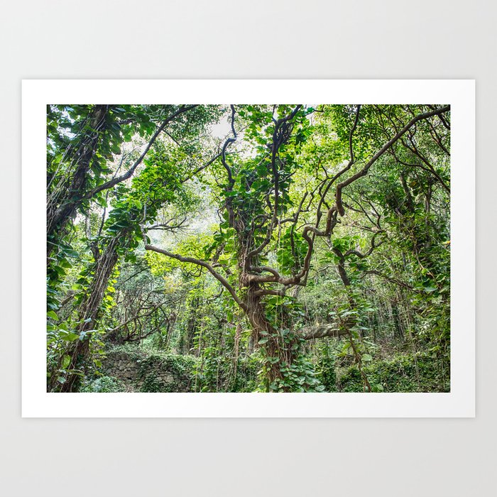 Jungle Vines Art Print