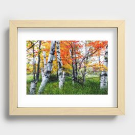 Acadia Birch Trees Recessed Framed Print