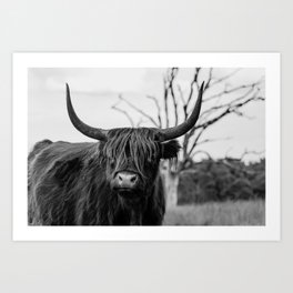 Wild highland cow | Black and white | Nature photography  Art Print
