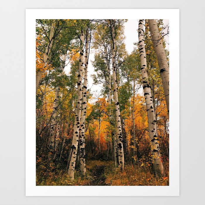 Aspen Forest in Autumn Art Print