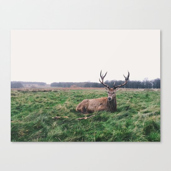 Deer #landscape Canvas Print