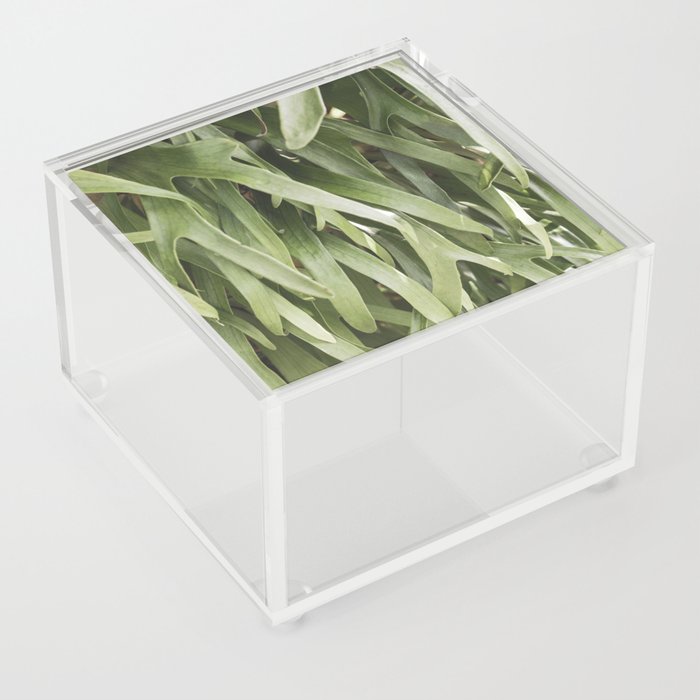 Staghorn Ferns  |  The Houseplant Collection Acrylic Box