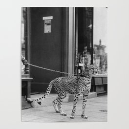 Woman with Cheetah, Phyllis Gordon, with her pet Kenyan cheetah, Paris, France black and white photo Poster