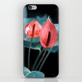 Beautiful Anthurium Flamingo Flower In Varitone Red iPhone Skin