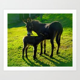 Parental Love, Baby Donkey and His Mother Art Print | Motherlove, Animallovers, Baby, Nature, Donkey, Digitalphotography, Outdoor, Twodonkeys, Pets, Rural 