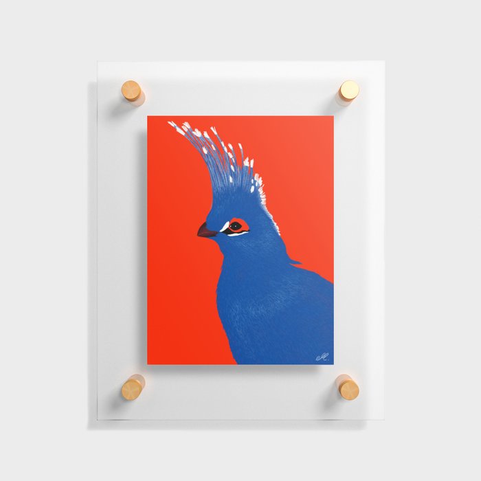 Turako red and blue Floating Acrylic Print