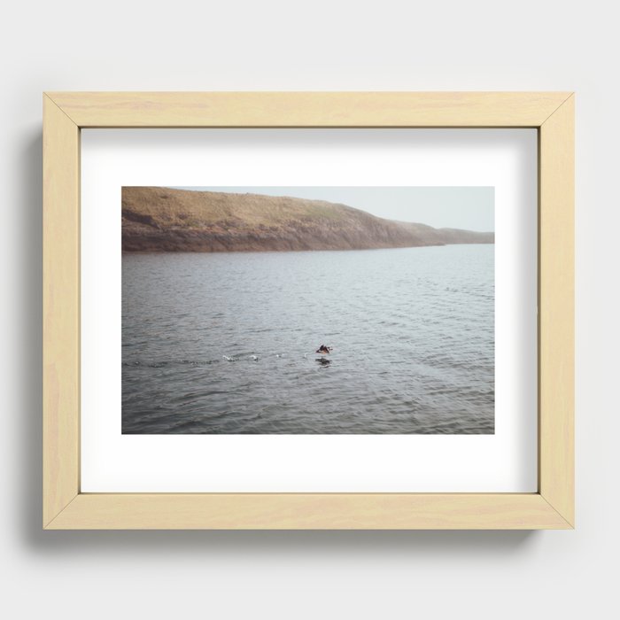 Puffin Taking Off Recessed Framed Print