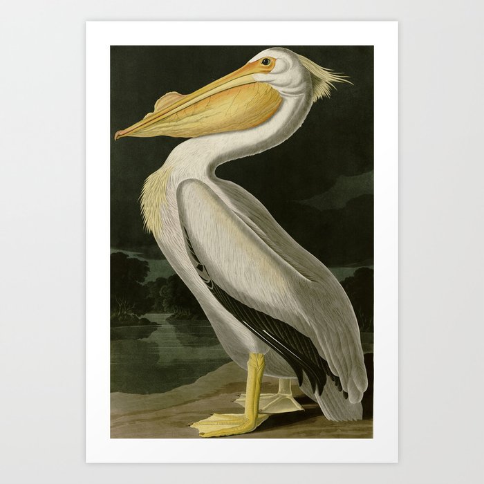American White Pelican from Audubon's Birds of America Art Print