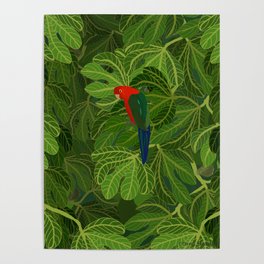 Square King Parrot in the Fig Tree Poster