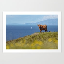 Isle Serenity: Highland Coo Portrait with Ocean, Mountains, and Meadow Flowers Art Print