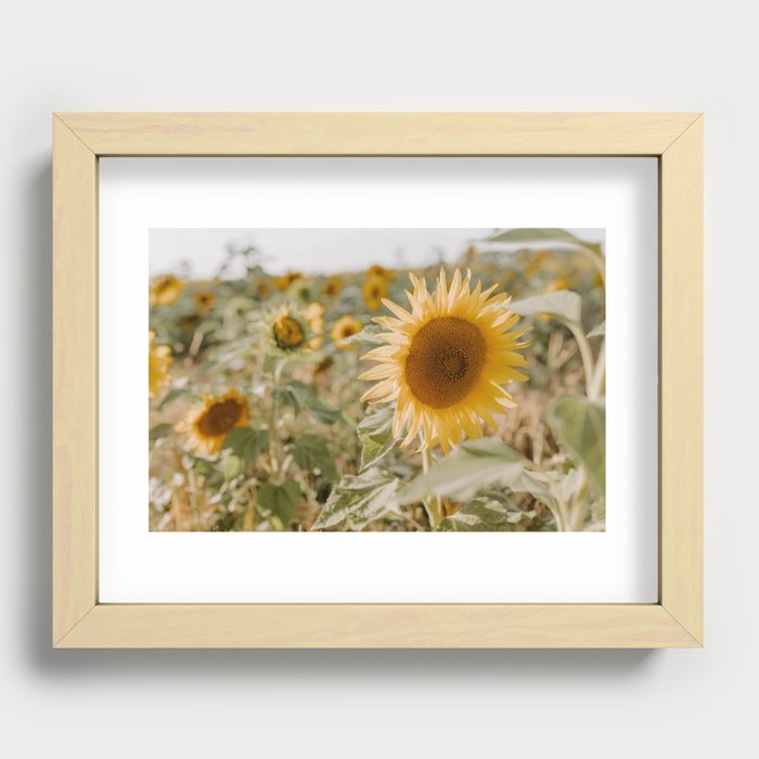 Beautiful sunflower Recessed Framed Print