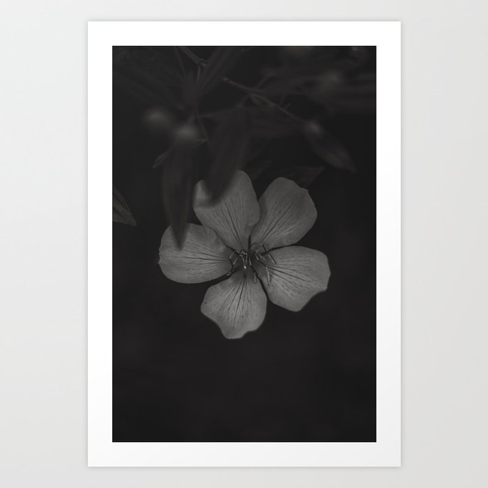 Manacá da Serra - Black and White Flower #1 Art Print