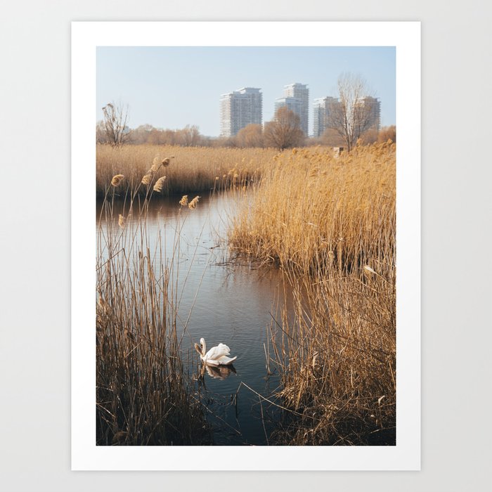 White swan exploring urban area Art Print