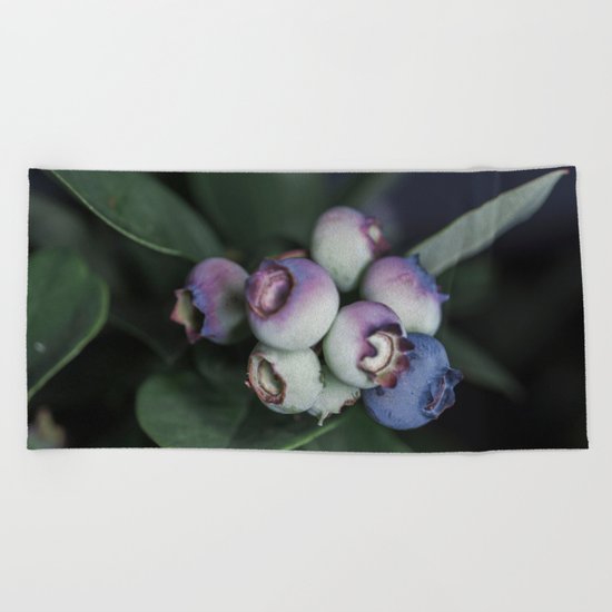 Blueberries ripening Beach Towel