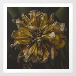 9552 Art Print | Dead, Flower, Nature, Deadflower, Photo, Tulip, Macro 