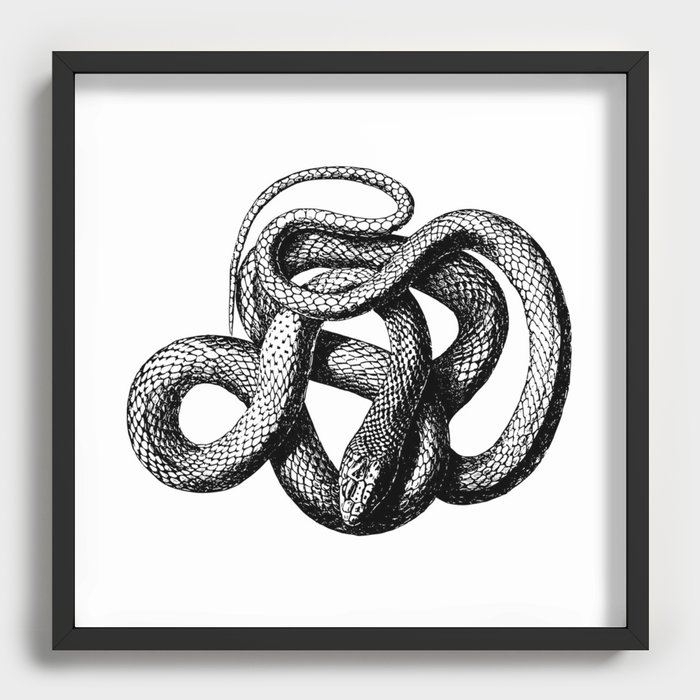 snake vintage style print serpent black and white 1800's Shower Curtain by  Luxorama